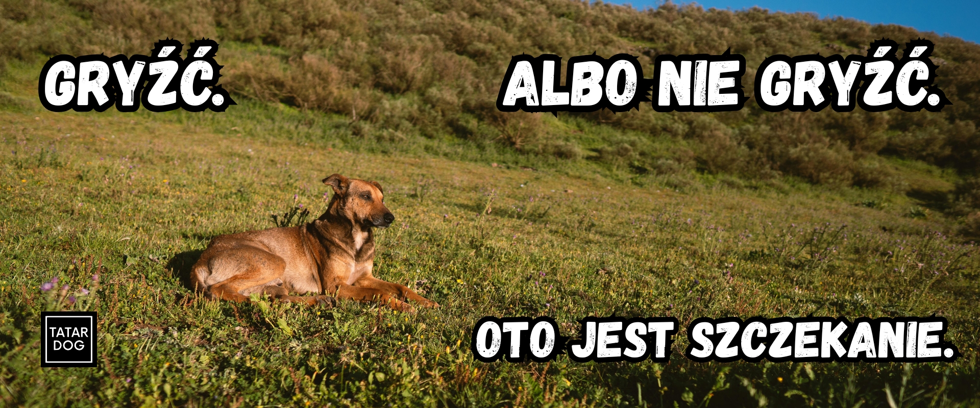 Najlepsze sposoby na wyciszenie psa w domu